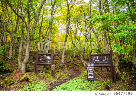 《長野県》紅葉の志賀高原 旭山散策路 《長野県》紅葉の志賀高原 旭山散策路 96477599