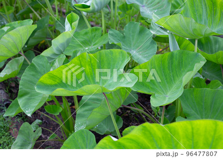 Taro garden, taro planting plot Taro garden, taro planting plot 96477807