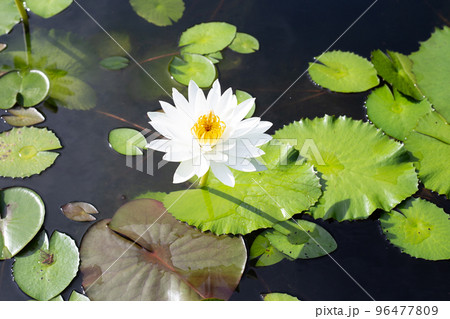Beautiful blooming Nymphaea lotus flower with leaves, Water lily pot 96477809