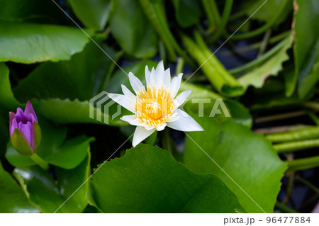 Nymphaea lotus flower with leaves, Beautiful blooming water lily Nymphaea lotus flower with leaves, Beautiful blooming water lily 96477884