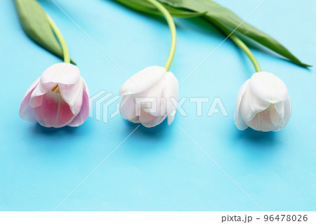 White pink tulips on blue background. 96478026