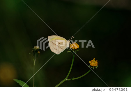 訪花昆虫 ツマグロキチョウ秋型♀の吸蜜 訪花昆虫 ツマグロキチョウ秋型♀の吸蜜 96478091