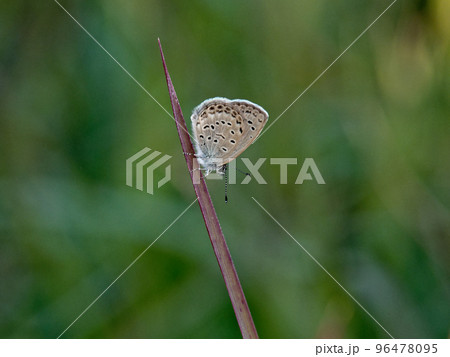 シジミチョウ科ヤマトシジミ♀静止 96478095