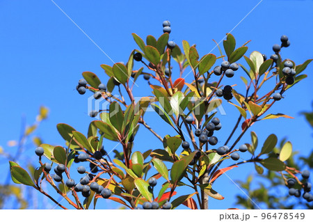 黒く熟したたシャリンバイの実 黒く熟したたシャリンバイの実 96478549