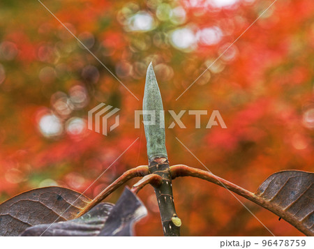 モクレン科ホオノキの芽鱗 96478759