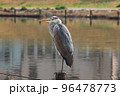 春 旧中川水辺公園に羽を休める鷺（ササゴイ） 96478773