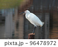 春 旧中川水辺公園で羽を休める白鷺（コサギ） 96478972