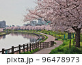 春の旧中川水辺公園の桜並木見事に満開 96478973