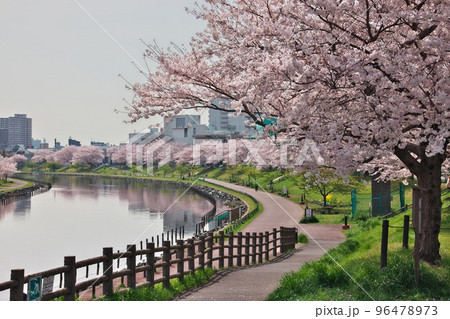 春の旧中川水辺公園の桜並木見事に満開 96478973