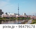 春の旧中川水辺公園の満開桜並木に映える東京スカイツリー 96479178