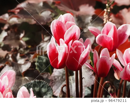 ガーデンシクラメンの花寄せ植え 96479211