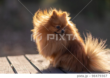 Mini pomeranian walks in the park. Pomeranian on a walk in the autumn park. Dog on the street. 96479367