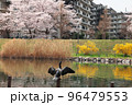 春 桜満開の旧中川水辺公園で羽を休める川鵜 96479553