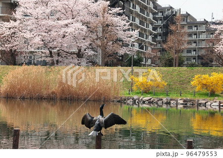 春 桜満開の旧中川水辺公園で羽を休める川鵜 96479553