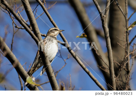 ツグミ 96480023
