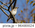 ツグミ 96480024