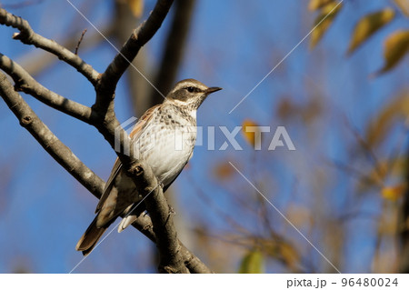 ツグミ 96480024
