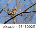 ツグミ 96480025