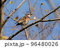 ツグミ 96480026