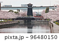 春 満開の新川千本桜と火の見櫓 96480150