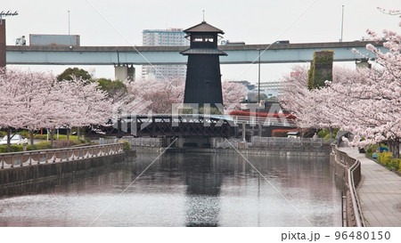 春 満開の新川千本桜と火の見櫓 96480150