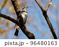 ツグミ 96480163