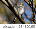 ツグミ 96480165