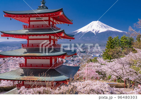 《山梨県》富士山と五重塔と満開の桜・春の新倉山浅間公園 96480303