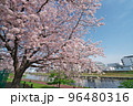 春の旧中川水辺公園に映える桜満開 96480316
