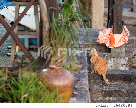 wild cat by the river in Tamsui,Taiwan. 96480593