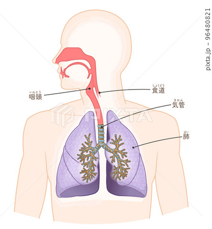 呼吸器、肺、気管、口腔、鼻腔のイラスト 96480821