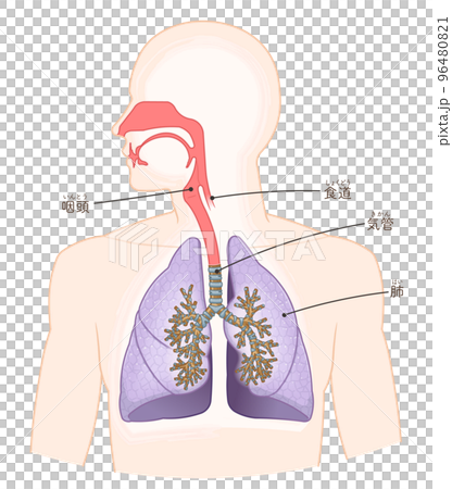 呼吸系統、肺、氣管、口腔、鼻腔的插圖 呼吸系統、肺、氣管、口腔、鼻腔的插圖 96480821