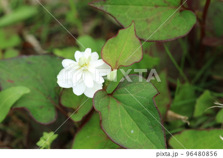 八重咲きのドクダミの花 96480856