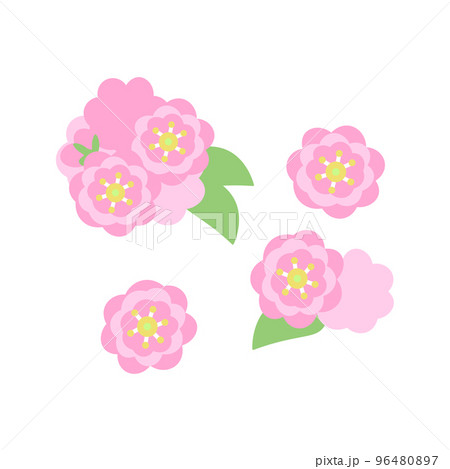 八重桜　シンプル 96480897