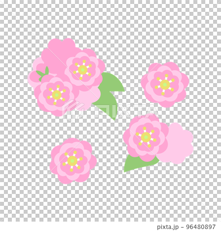 八重桜　シンプル 96480897