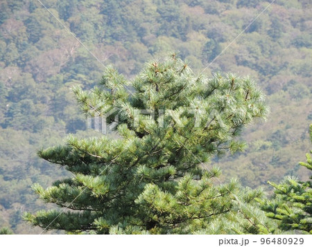 Tree Cedar Tree Cedar 96480929
