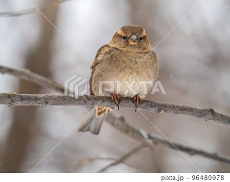 Sparrow sits on a branch without leaves. Sparrow sits on a branch without leaves. 96480978