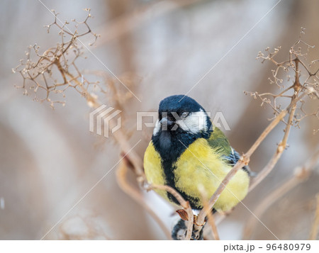 Cute bird Great tit, songbird sitting on a branch without leaves in the autumn or winter. 96480979