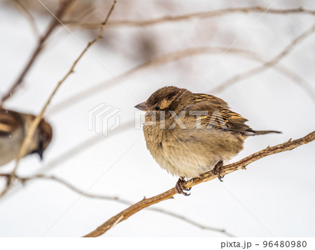 Sparrow sits on a branch without leaves. 96480980