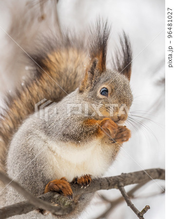 The squirrel with nut sits on tree in the winter or late autumn The squirrel with nut sits on tree in the winter or late autumn 96481027