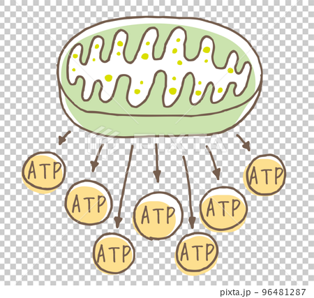 mitochondria clipart color