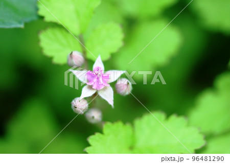 ナワシロイチゴ(苗代苺)の花が咲き始めました! ナワシロイチゴ(苗代苺)の花が咲き始めました! 96481290