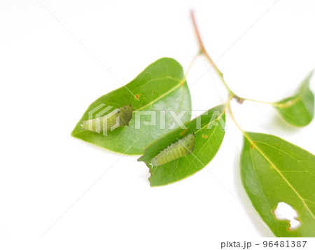 イモムシ 芋虫 幼虫 アオスジアゲハ アゲハチョウ イモムシ 芋虫 幼虫 アオスジアゲハ アゲハチョウ 96481387