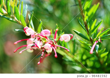 初夏に開花したラベンダーグレビレアの花 初夏に開花したラベンダーグレビレアの花 96481592