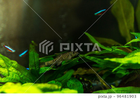 水槽のドクターフィッシュとネオンテトラと 水槽のドクターフィッシュとネオンテトラと 96481903