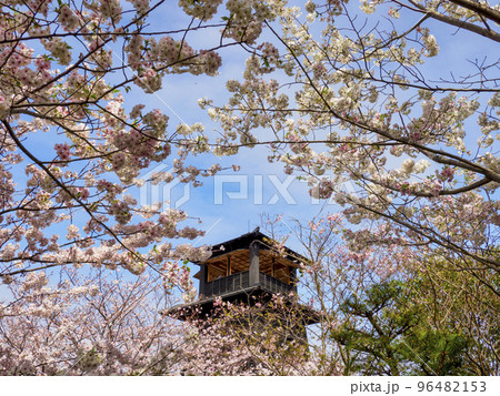 新川千本桜と新川西水門広場の火の見櫓(東京都江戸川区) 96482153