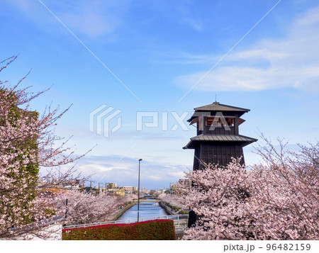 新川千本桜と新川西水門広場の火の見櫓(東京都江戸川区) 96482159