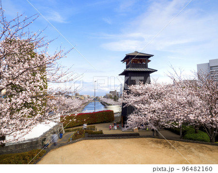 新川千本桜と新川西水門広場の火の見櫓(東京都江戸川区) 新川千本桜と新川西水門広場の火の見櫓(東京都江戸川区) 96482160