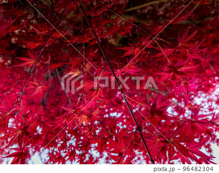春の紅葉~若葉~ 春の紅葉~若葉~ 96482304