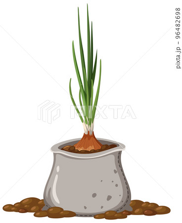 Onion growing in the bag Onion growing in the bag 96482698